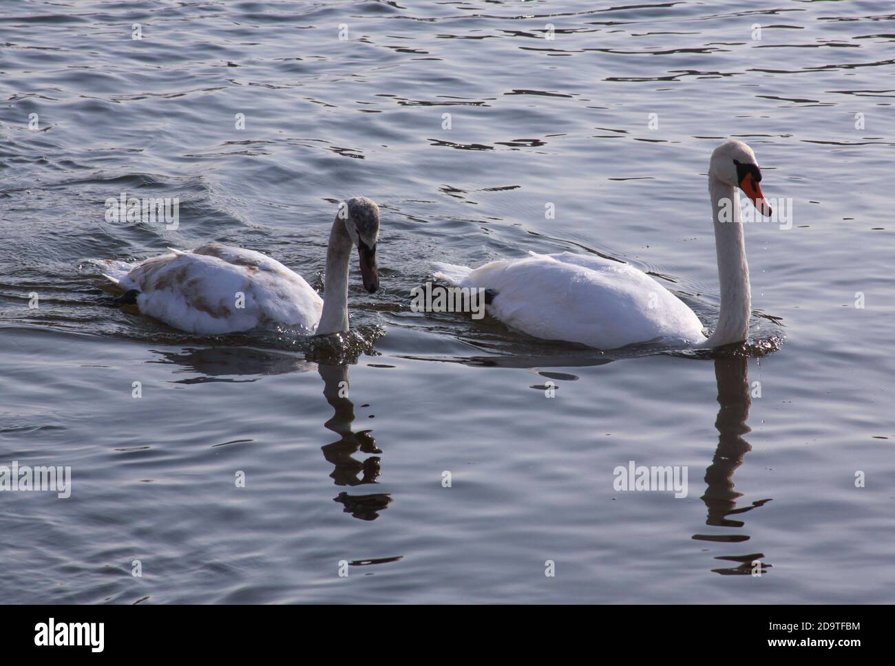 Zwei weiße Schwäne an der Flussoberfläche in der Stadt. Wilde Vögel im kalten Winter auf kalt eiskalten Wasseroberfläche. Stockfoto