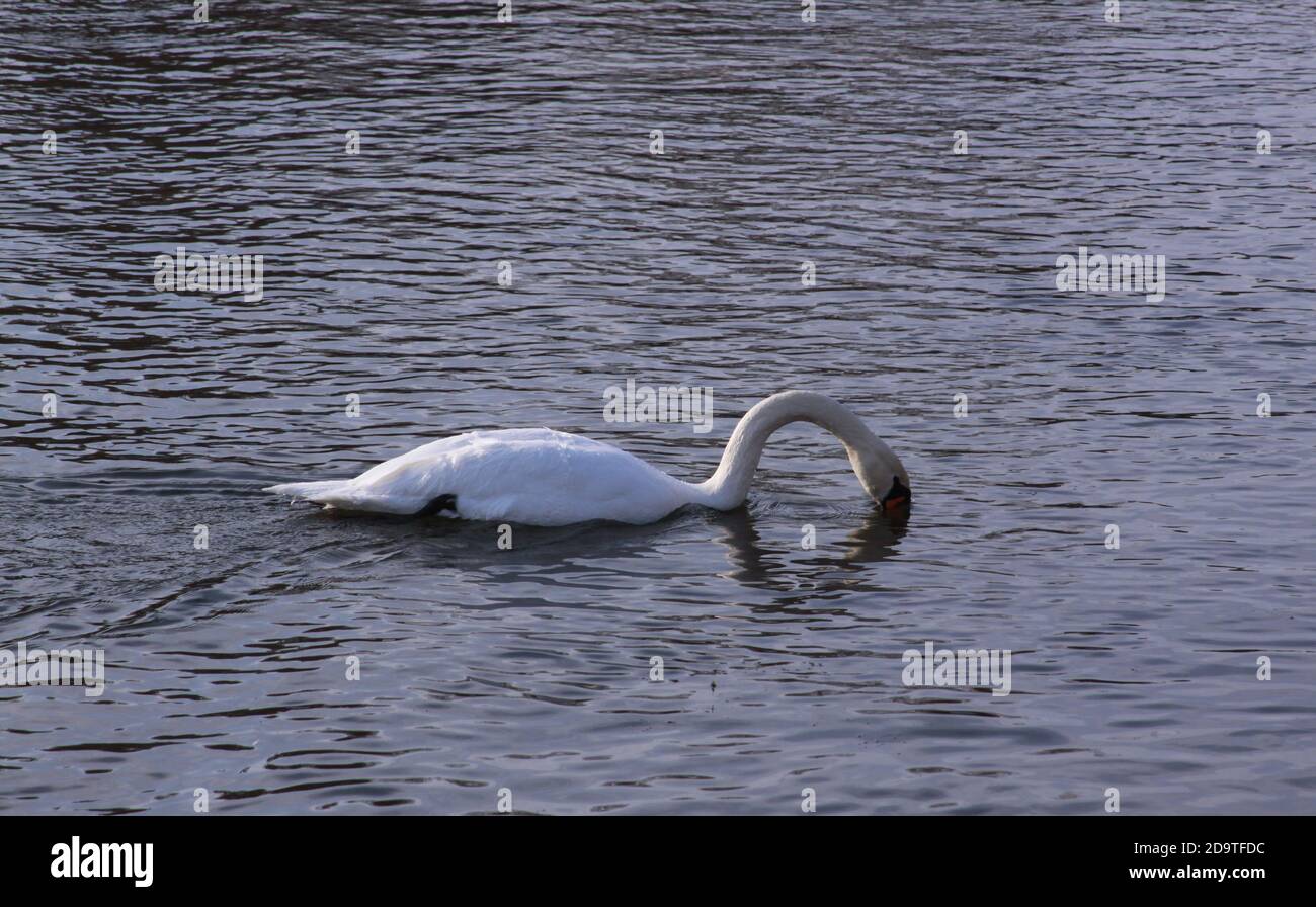 Einzelne weiße Schwan Fluss Oberfläche auf der Suche nach Nahrung. Wilde Vögel im kalten Winter auf kalt eiskalten Wasseroberfläche. Stockfoto