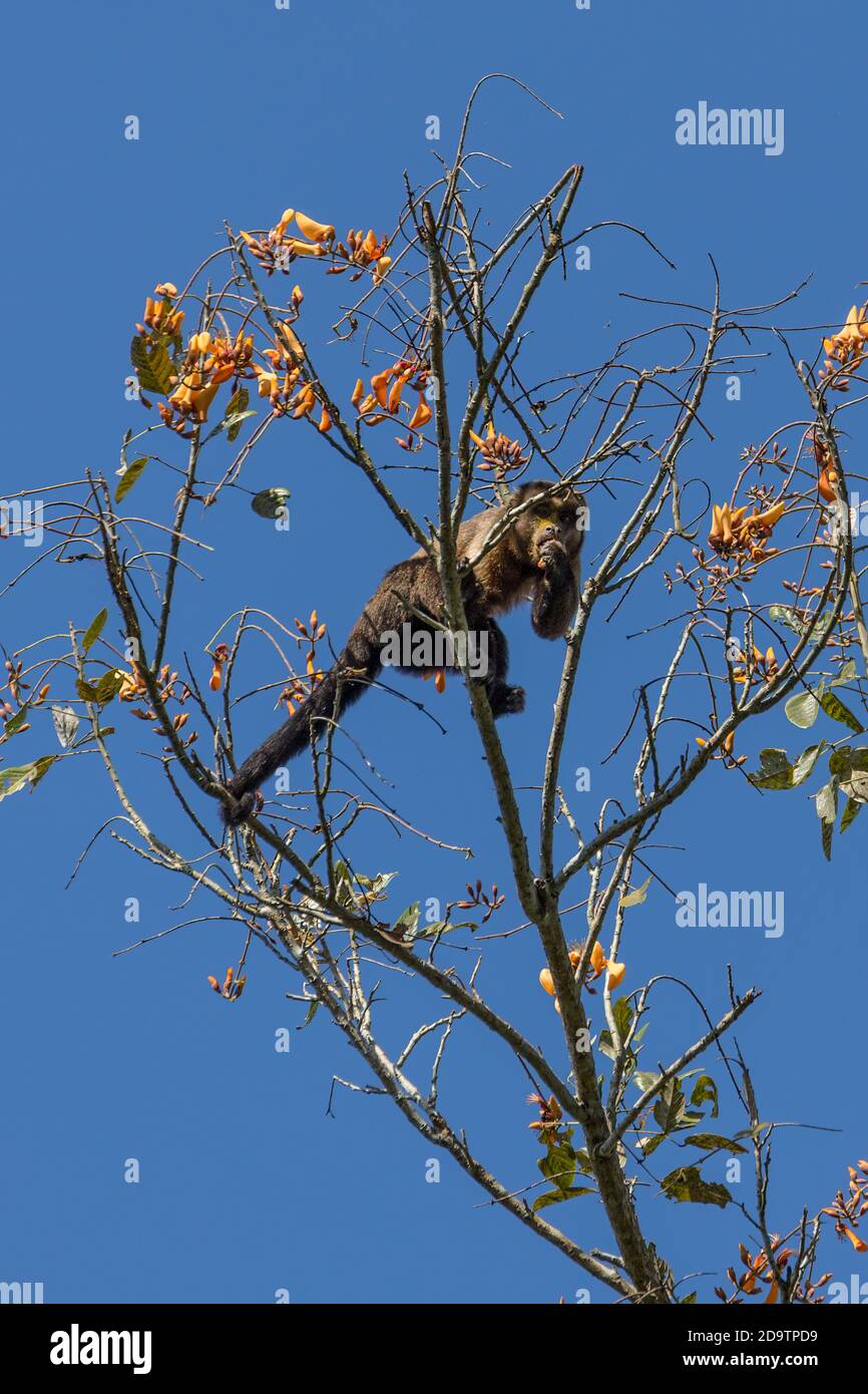 Ein Kapuzineraffe, der sich im Pepperpot Nature Reserve in der Nähe von Paramaribo, Suriname von gelben Blüten ernährt. Stockfoto