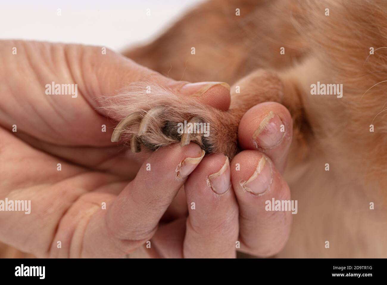 Chihuahua mit langen Krallen Nahaufnahme Stockfoto