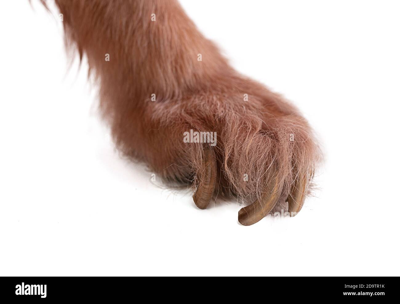 Chihuahua mit langen Krallen auf weißem Hintergrund Stockfoto