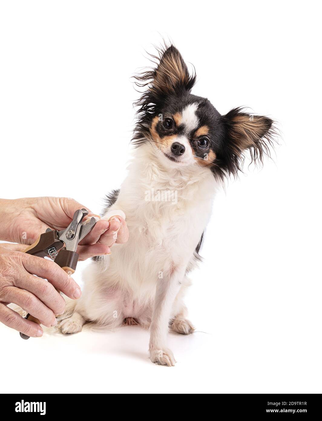 Person, die die oberen langen Krallen eines chihuahua schneidet Auf weißem Hintergrund Stockfoto
