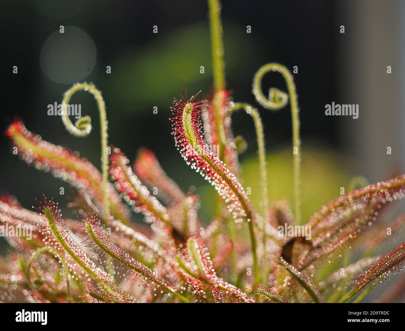 Nahaufnahme von gewellten behaarten Blütenstielen mit Knospen und Glitzern Klebrige rote Stielblobs auf Blättern von Cape Sundaw (Drosera capensis) - Insektenfressende Pflanze Stockfoto