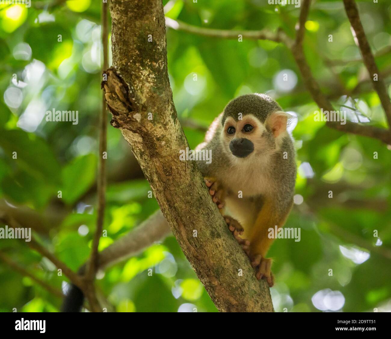 Frei-Roaming Eichhörnchen Affen, Saimiri sciureus, in einem Naturschutzgebiet im Regenwald der Dominikanischen Republik. Heimisch im Amazonasbecken. Stockfoto