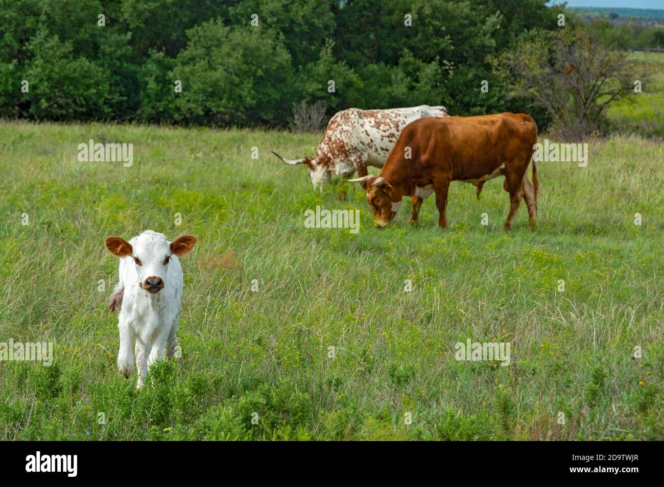 Texas Forts Trail, Shackelford County, Albany, Fort Griffin State Historic Site, Longhorn Cattle, Kalb Stockfoto
