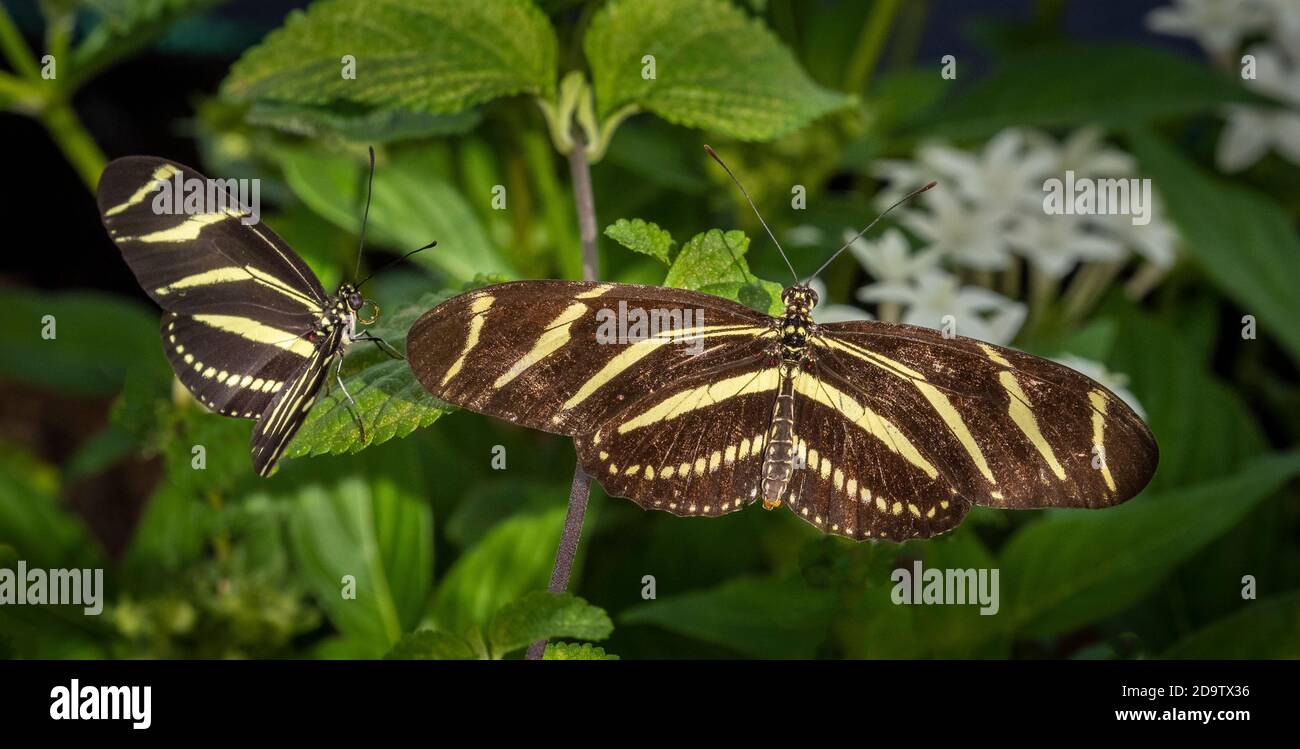 Nahaufnahme eines Zebra-Langflügels oder Zebra-Heliconian (Heliconius charitonius) Schmetterling der Florida Zustand Schmetterling Stockfoto