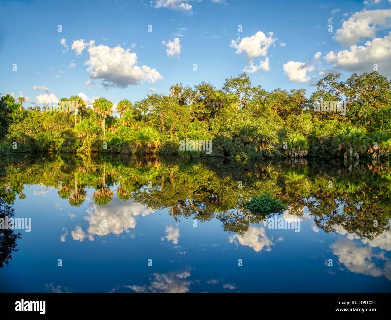 Reflexionen von Wolken und Bäumen im ruhigen Fluss Myakka In Vemice Florida in den Vereinigten Staaten Stockfoto
