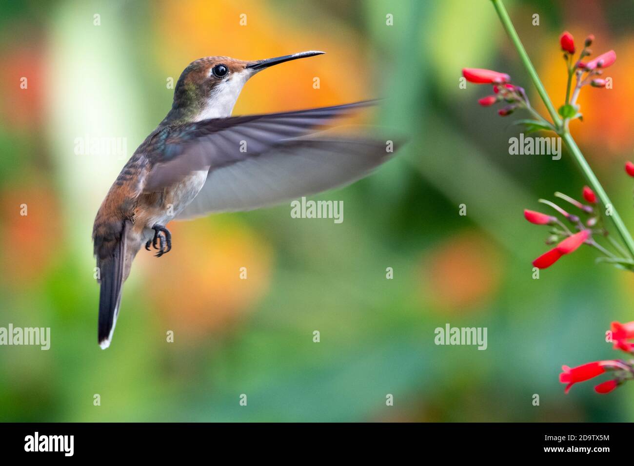 Ein junger Ruby Topaz Kolibri, der auf roten Antigua Heide Blumen im Garten füttert. Wildtiere in der Natur, Kolibris und Blumen. Stockfoto