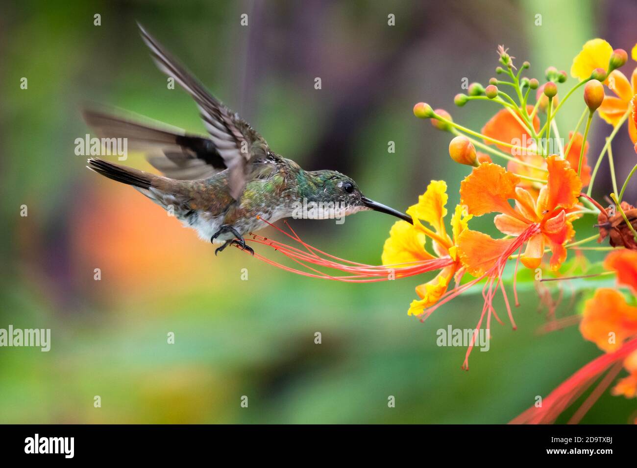 Weißkehlchen Smaragd Kolibri Fütterung auf Stolz von Barbados Blumen in einem Garten. Kolibris und Blumen, Vogel im Flug, Tierwelt in der Natur. Stockfoto