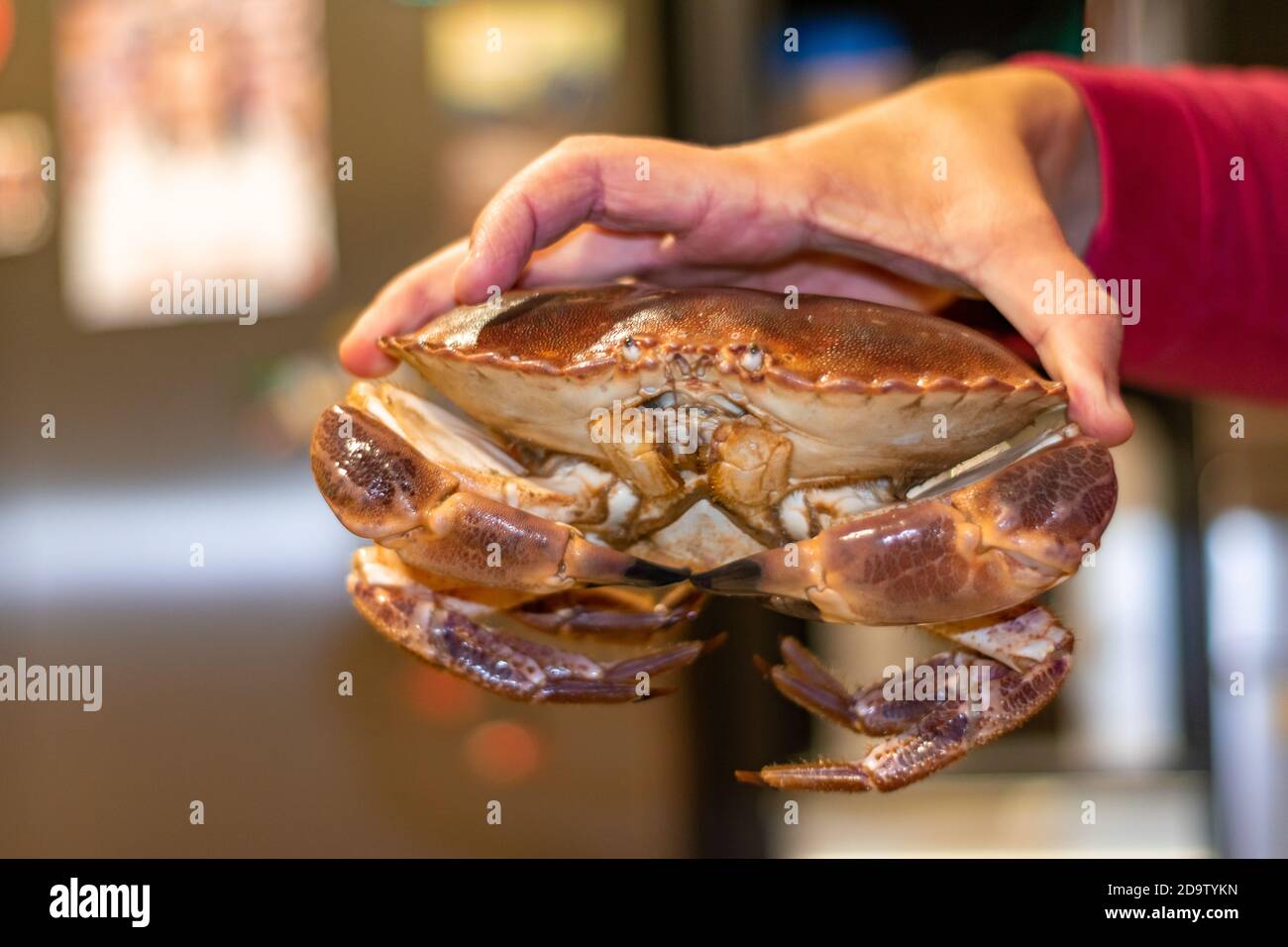 Handhabung einer Meereskrabbe, Krebs Pagurus lebendig bereit, gescookt werden Stockfoto