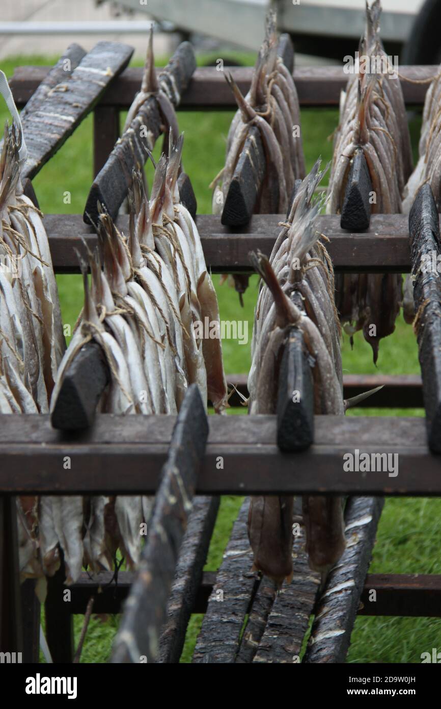 Ein Gestell von Arbroath smokies, das paarweise trocknet, bevor es in Arbroath, Angus, Schottland, geraucht wird Stockfoto