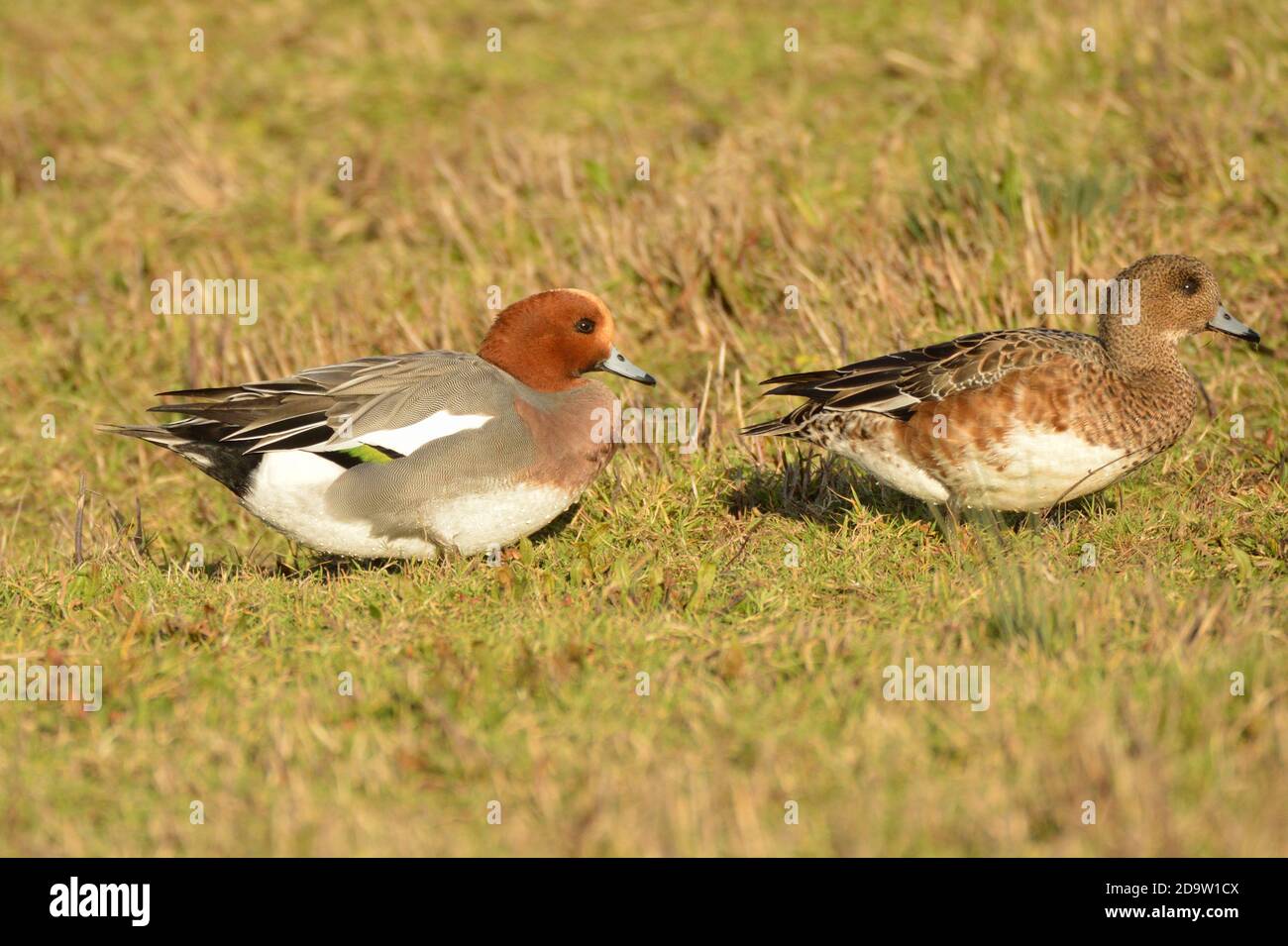 Weibliche und männliche Wigeon watschelnd über ein Feld in Richtung eines nahe gelegenen Sees. England, Großbritannien. Stockfoto