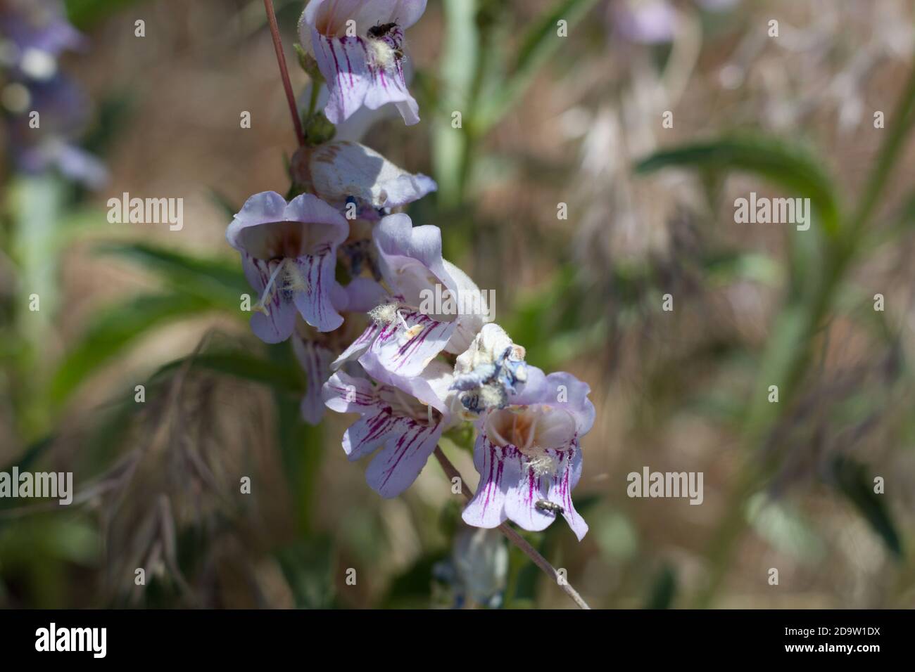 Rosa Blütenstand, Gestreifte Bartzunge, Penstemon Grinnellii, Plantaginaceae, native mehrjährige, San Bernardino Mountains, Transverse Ranges, Sommer. Stockfoto