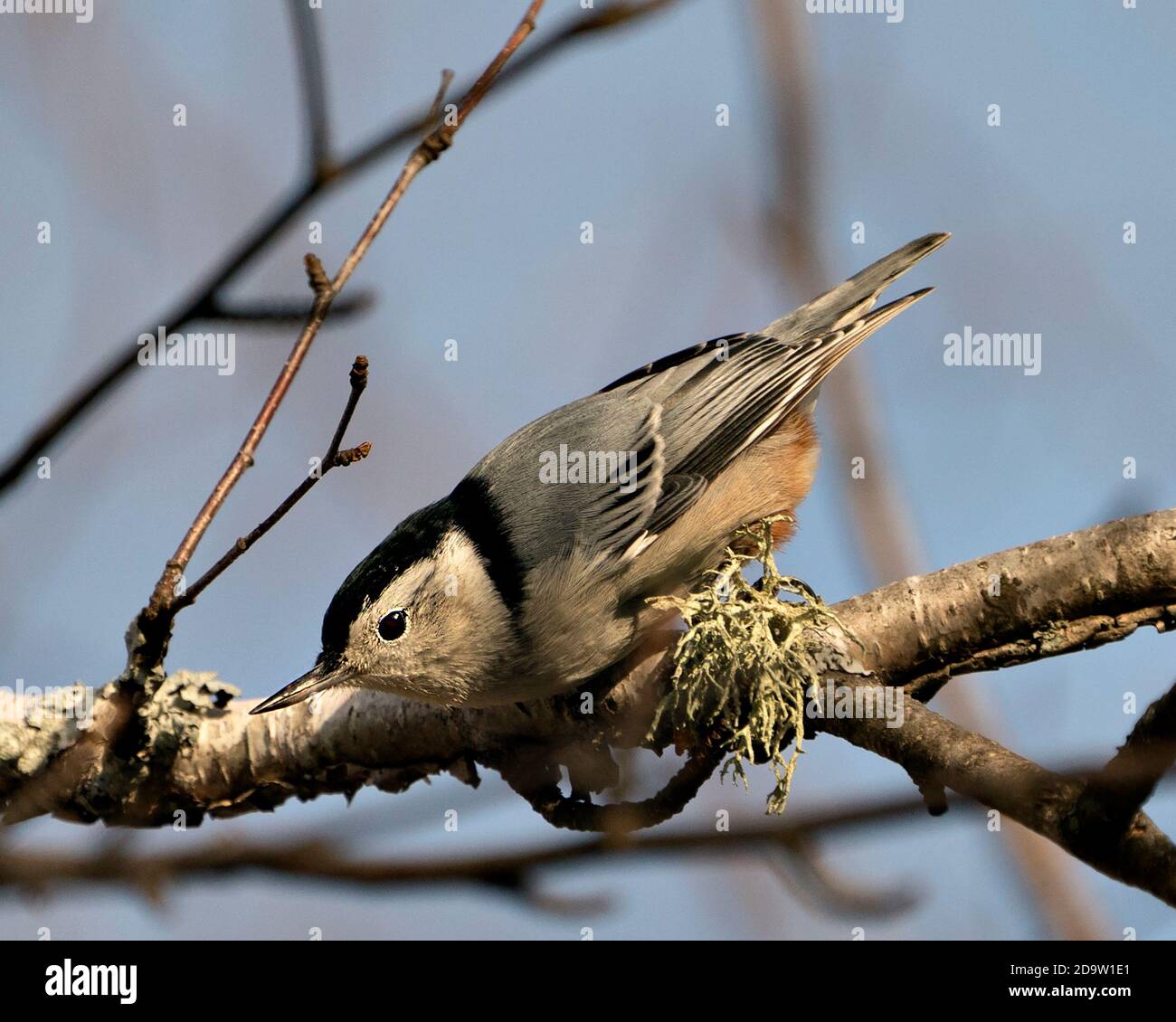 Weiß-reihige Nuthatch Vogel Nahaufnahme Profil Ansicht auf einem Birkenzweig mit einem verschwommenen blauen Himmel Hintergrund in seiner Umgebung und Lebensraum thront. Stockfoto