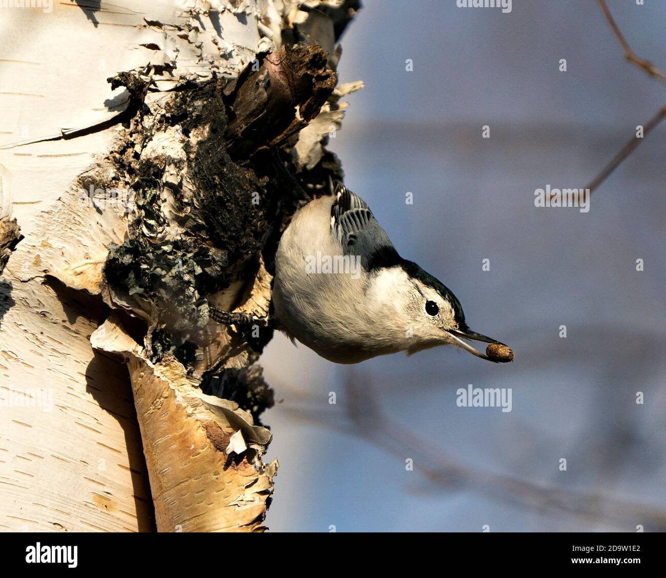 Weiß-reihige Nuthatch Vogel Nahaufnahme Profil Blick auf einem Birkenstamm mit einer Nuss im Schnabel mit einem verschwommenen blauen Himmel Hintergrund thront. Stockfoto