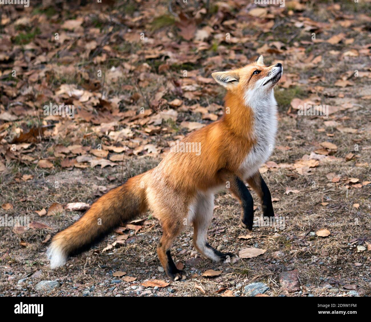 Rotfuchs Nahaufnahme stehend auf den Hinterbeinen mit einem Moos und Herbst braun Blätter Hintergrund in seiner Umgebung und Lebensraum, zeigt Fuchsschwanz, Fuchspelz. Fo Stockfoto