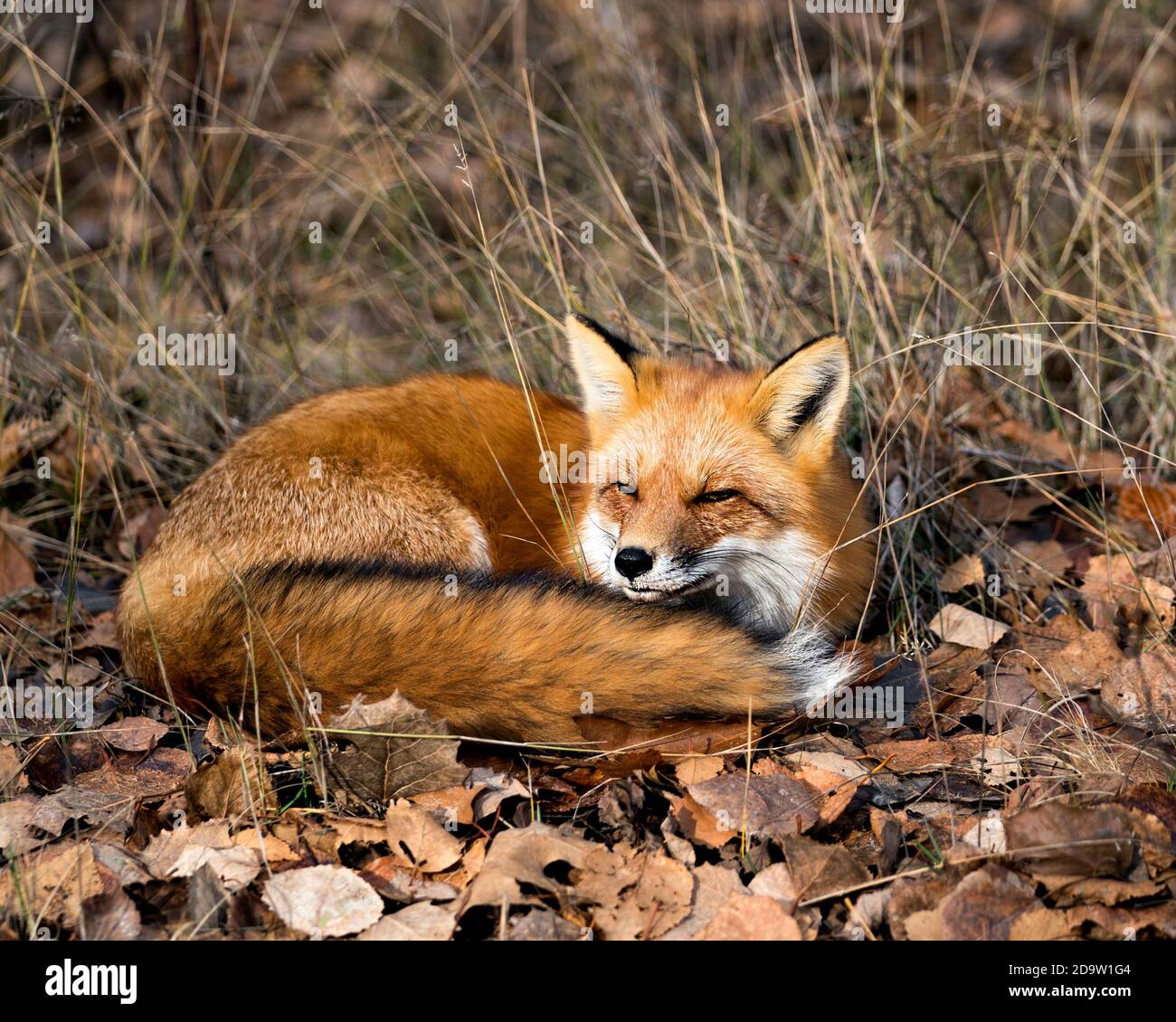 Rotfuchs im Wald ruht auf braunen Herbstblättern in seiner Umgebung und Lebensraum, zeigt Fuchsschwanz, Fuchspelz. Stockfoto