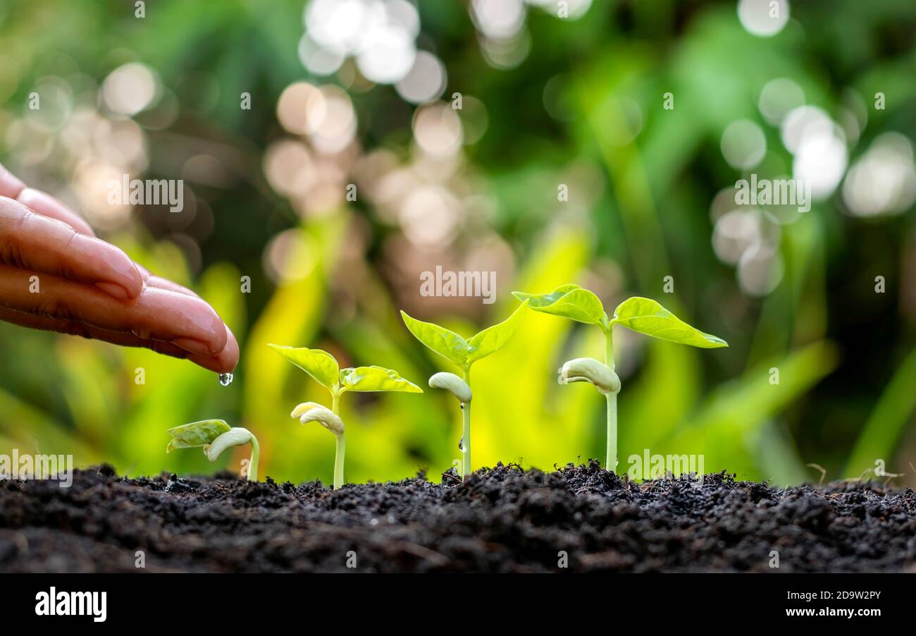 Anbau von Kulturpflanzen auf fruchtbarem Boden und Bewässerung von Pflanzen, einschließlich der Darstellung von Stadien des Pflanzenwachstums, Anbaukonzepte und Investitionen für Landwirte. Stockfoto