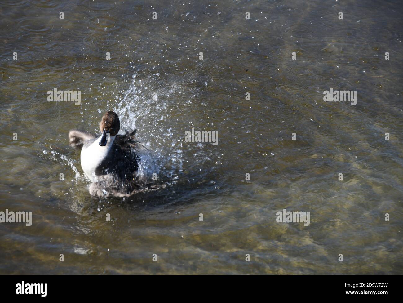 Eine Pintail-Ente beim Spielen und Baden im Wasser im South Padre Island Birding Center, in Texas, USA. Stockfoto