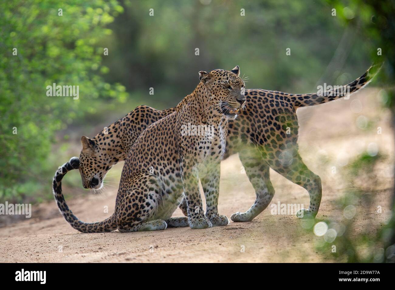 Leopard Cubs Stockfoto