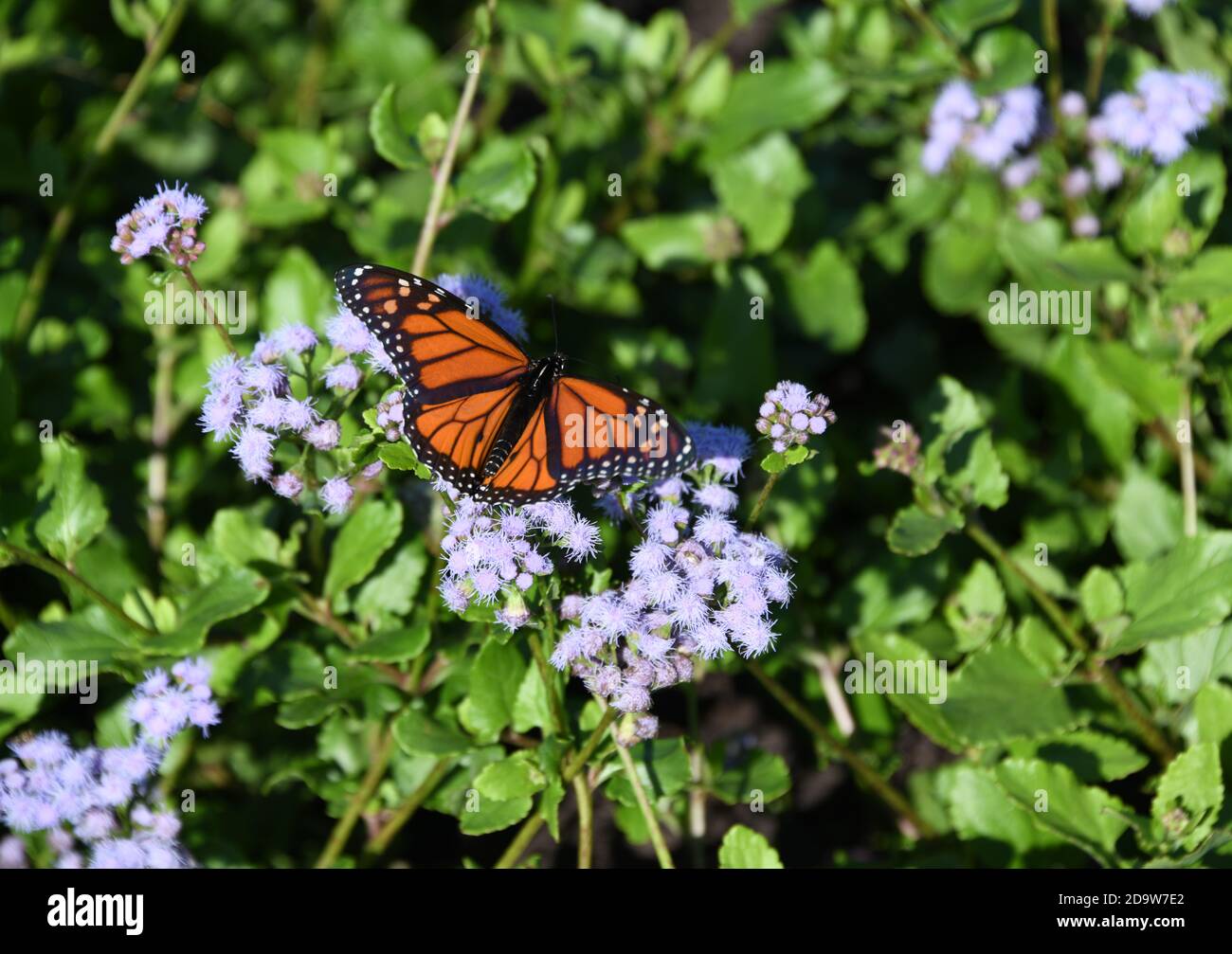 Ein schöner Monarch Schmetterling auf einem Fleck von lila farbigen Blumen auf South Padre Island Texas, USA. Stockfoto