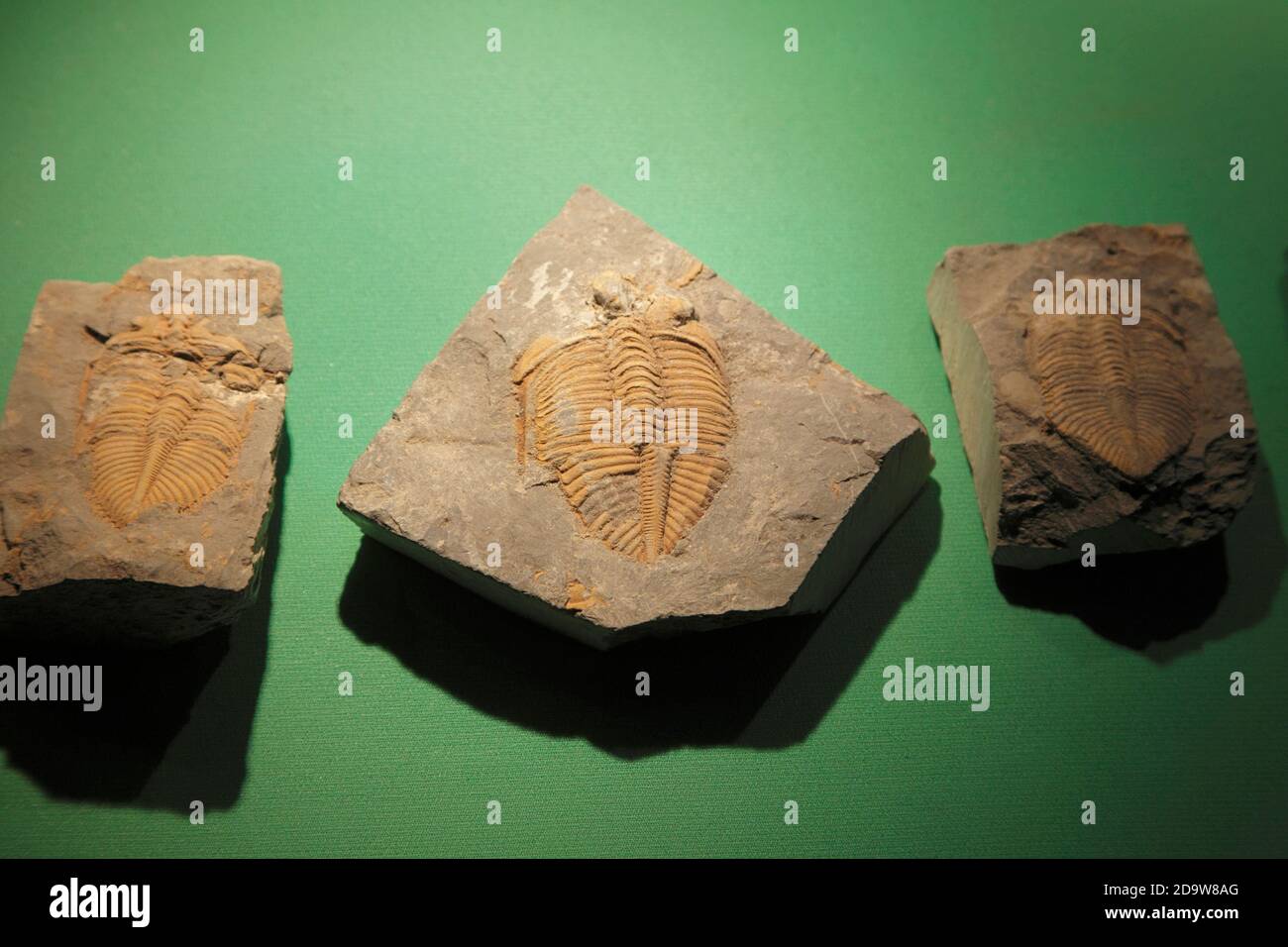 Trilobiten Fossil, Provinzmuseum, Lanzhou, Provinz Gansu, China Sept 2011 Stockfoto
