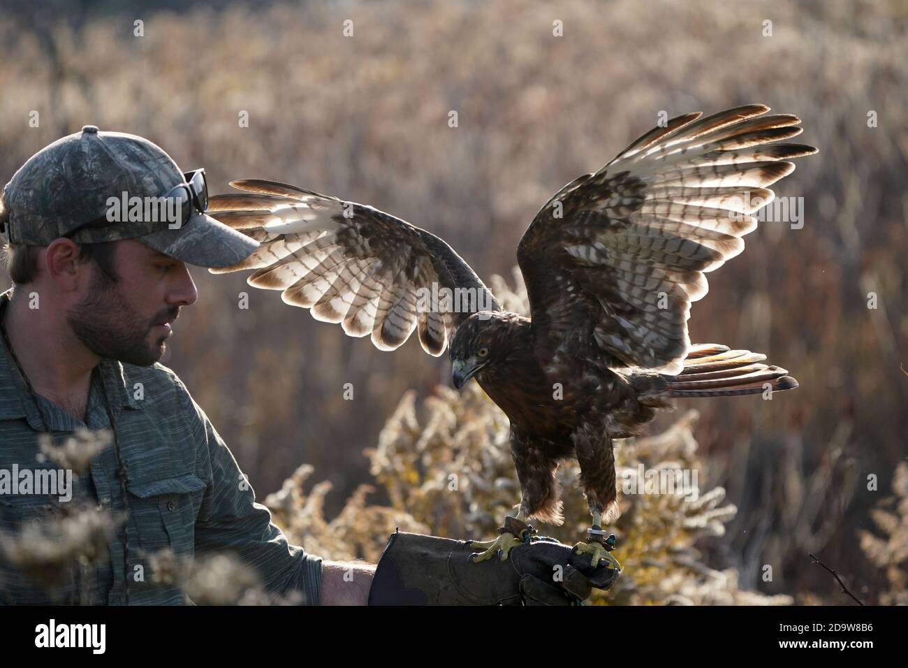 Rotschwanz-Falke dunkel morph Stockfoto
