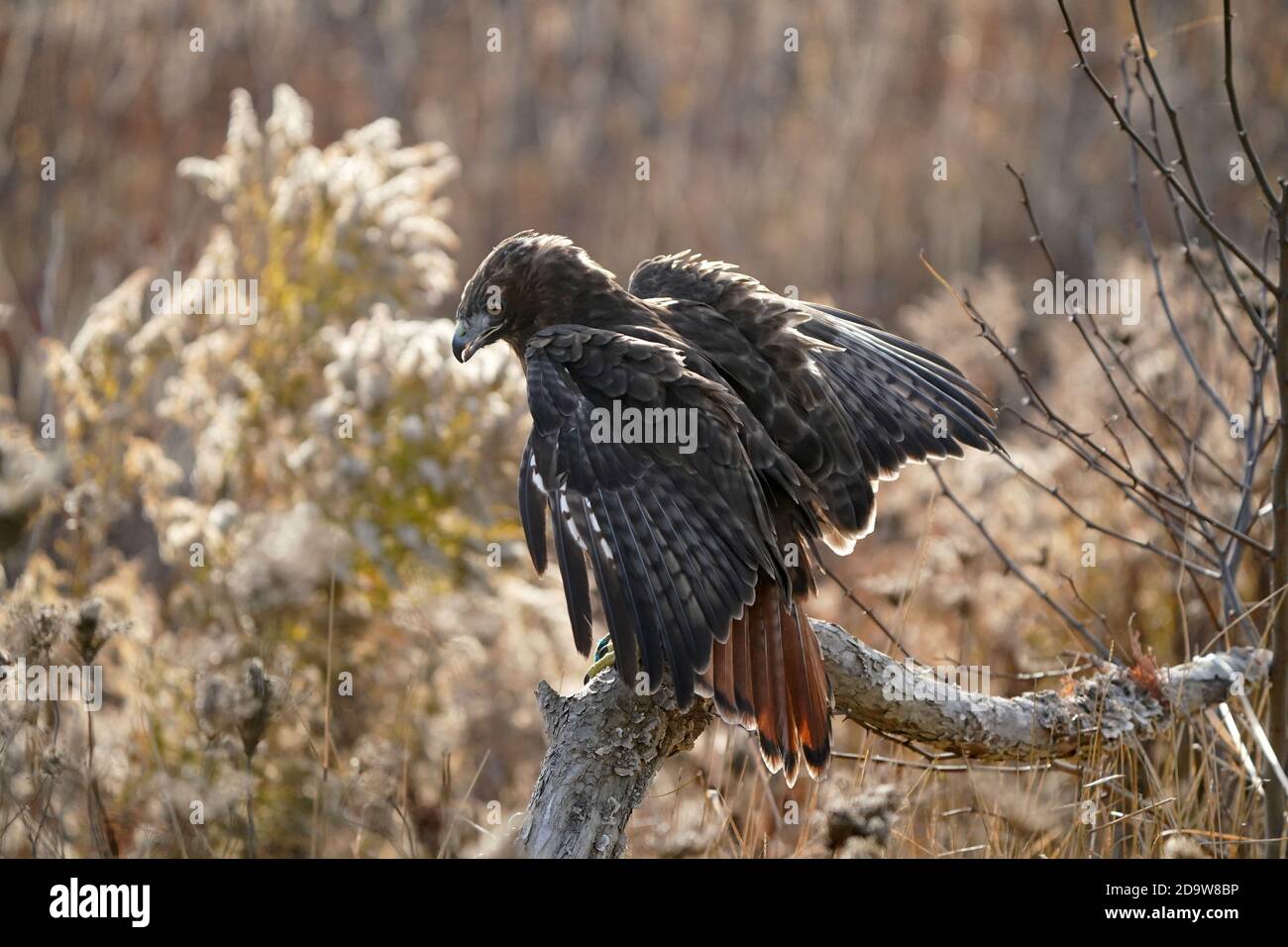 Rotschwanz-Falke dunkel morph Stockfoto