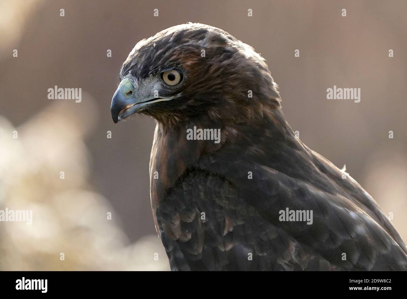 Rotschwanz-Falke dunkel morph Stockfoto