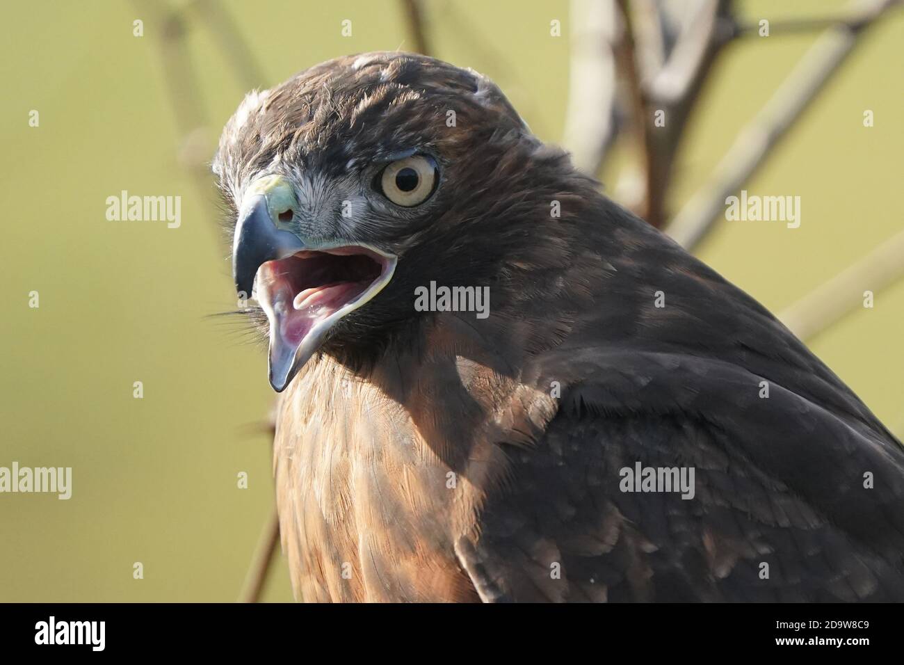 Rotschwanz-Falke dunkel morph Stockfoto