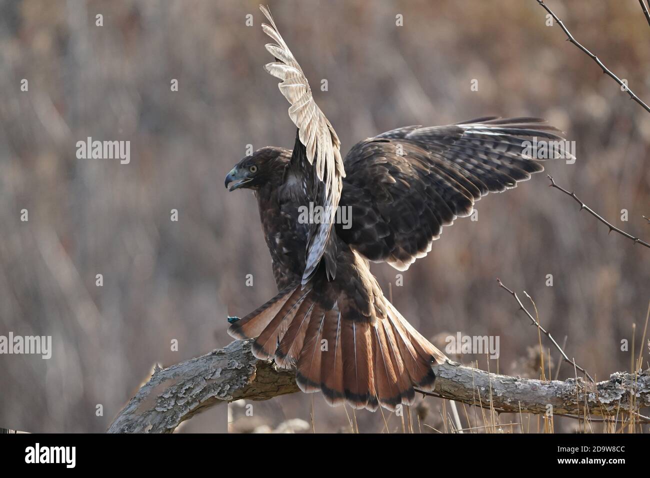 Rotschwanz-Falke dunkel morph Stockfoto