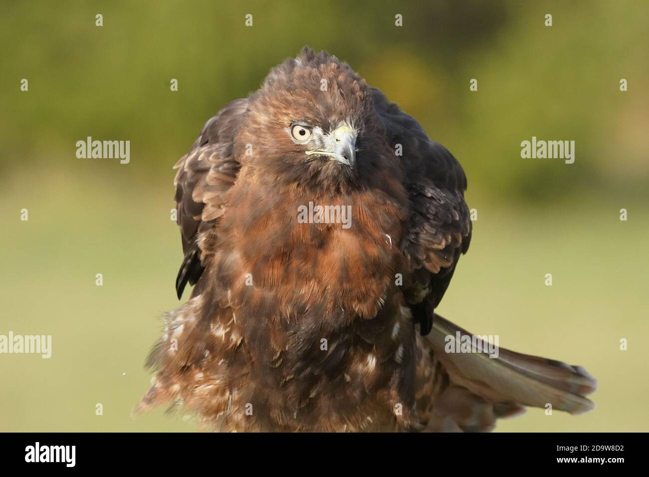 Rotschwanz-Falke dunkel morph Stockfoto