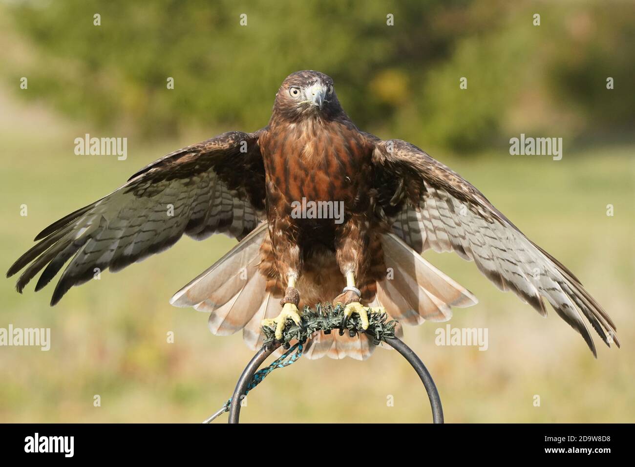 Rotschwanz-Falke dunkel morph Stockfoto