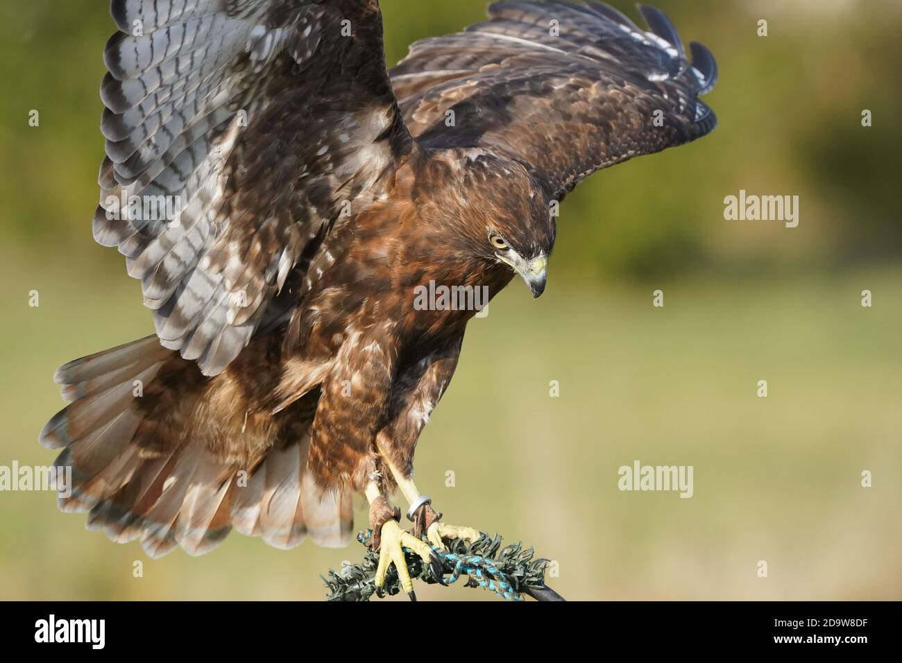 Rotschwanz-Falke dunkel morph Stockfoto