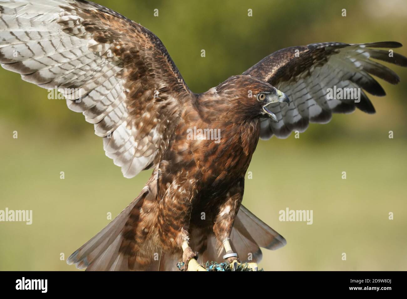 Rotschwanz-Falke dunkel morph Stockfoto