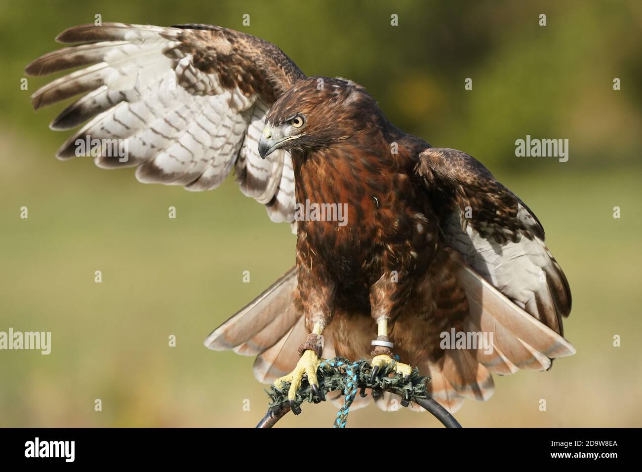 Rotschwanz-Falke dunkel morph Stockfoto