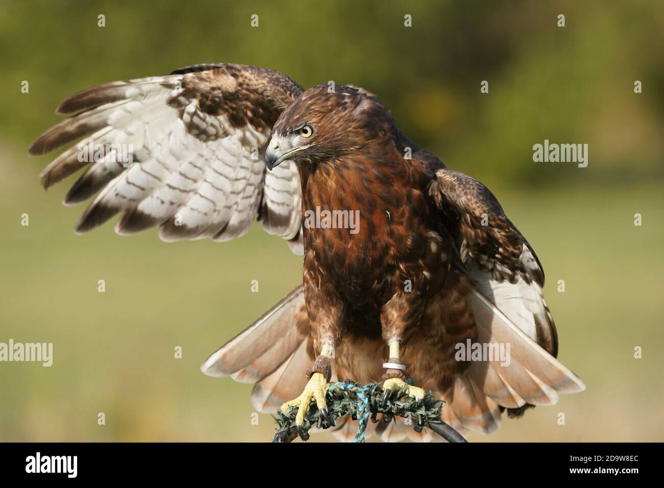 Rotschwanz-Falke dunkel morph Stockfoto