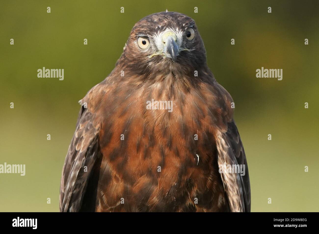 Rotschwanz-Falke dunkel morph Stockfoto