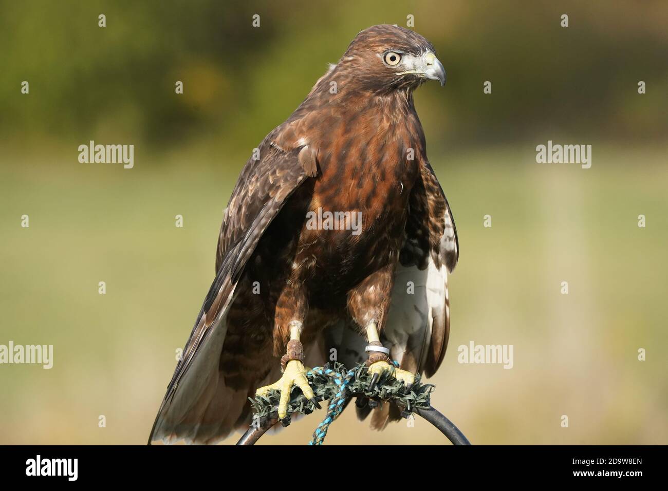 Rotschwanz-Falke dunkel morph Stockfoto