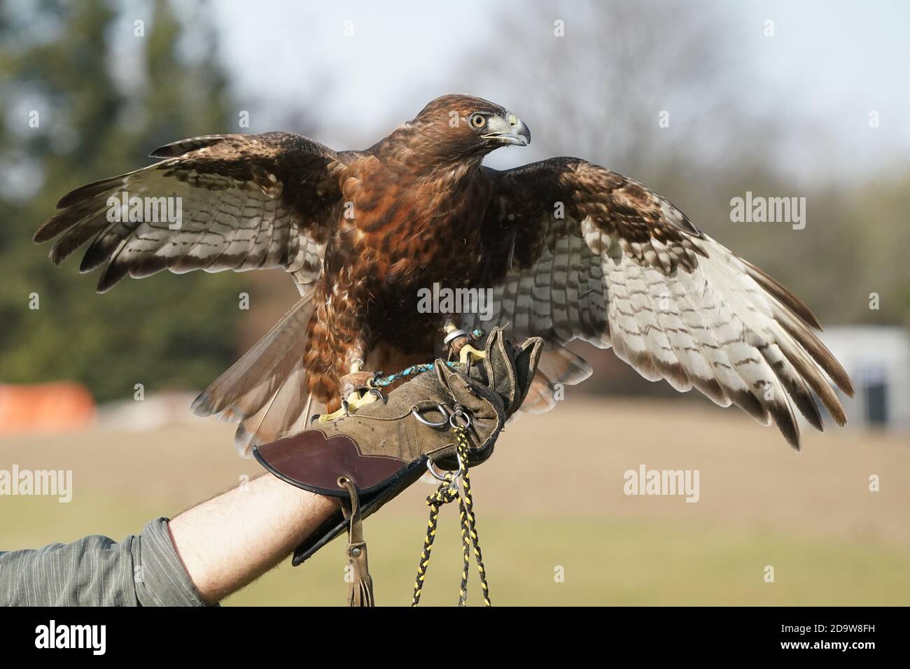Rotschwanz-Falke dunkel morph Stockfoto