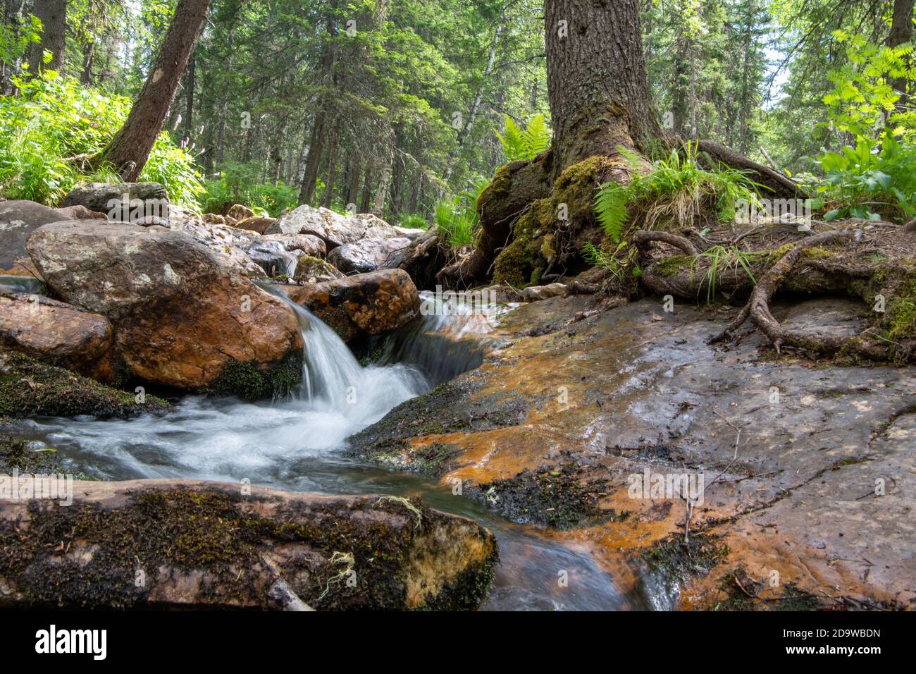 Natürlicher Bach, der über Steine im Wald fließt. Sommerlandschaft. Kann als Postkarte, Hintergrund verwendet werden. Stockfoto