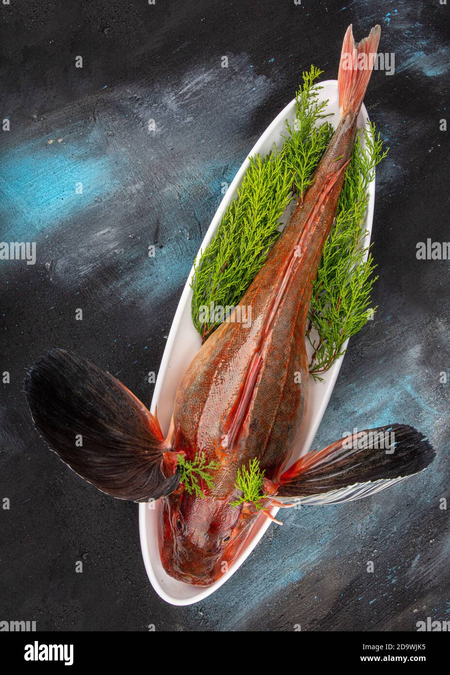 Tub Gurnard (Red Gurnard) Fisch auf einem weißen Teller auf schwarzem Stein Hintergrund. Frische Tub Gurnard Squill Fisch, um eine Fischsuppe vorzubereiten. Stockfoto