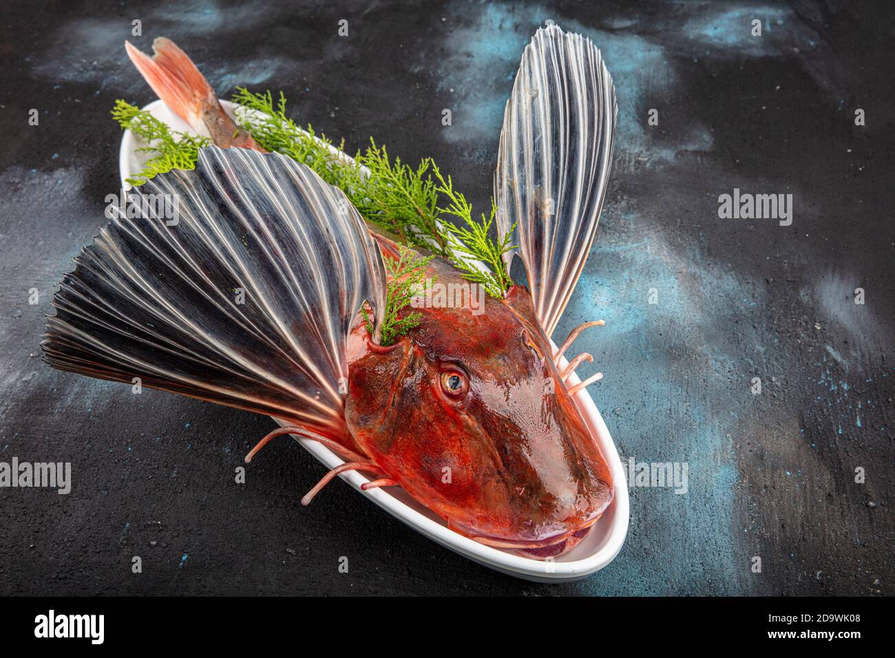 Tub Gurnard (Red Gurnard) Fisch auf einem weißen Teller auf schwarzem Stein Hintergrund. Frische Tub Gurnard Squill Fisch, um eine Fischsuppe vorzubereiten. Stockfoto