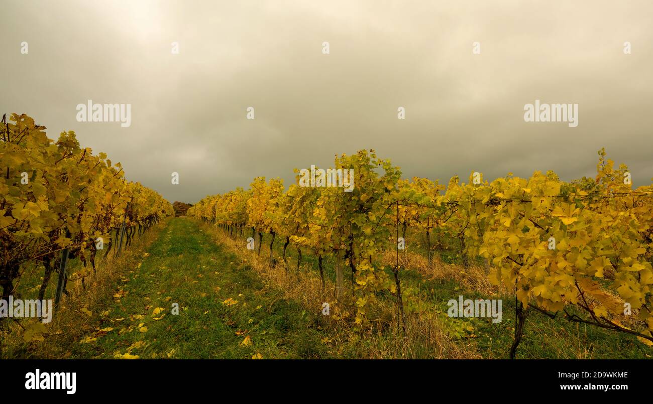 Landschaftlich schöner Blick auf einen Weinberg gegen Wolkenhimmel Stockfoto