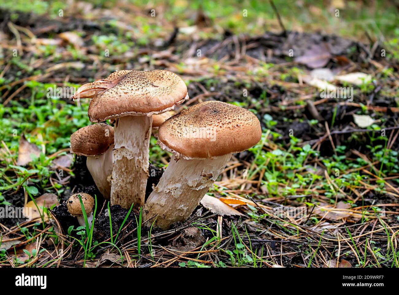 Honigpilze im Herbstwald Stockfoto