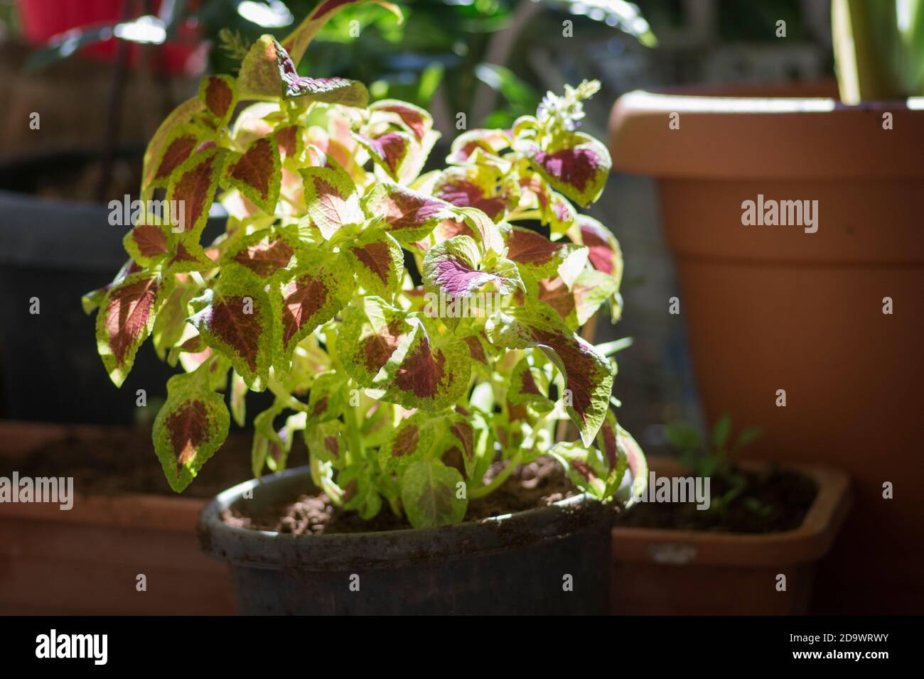 Coleus Zimmerpflanze in einem Topf, in den Farben Grün und Rot Stockfoto