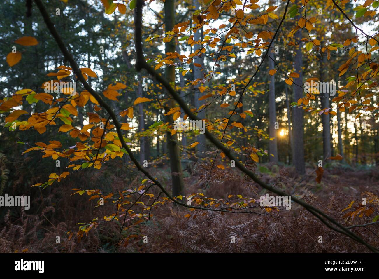 Herbstlandschaft mit bunten Blättern von Buchen in Niederlande Stockfoto