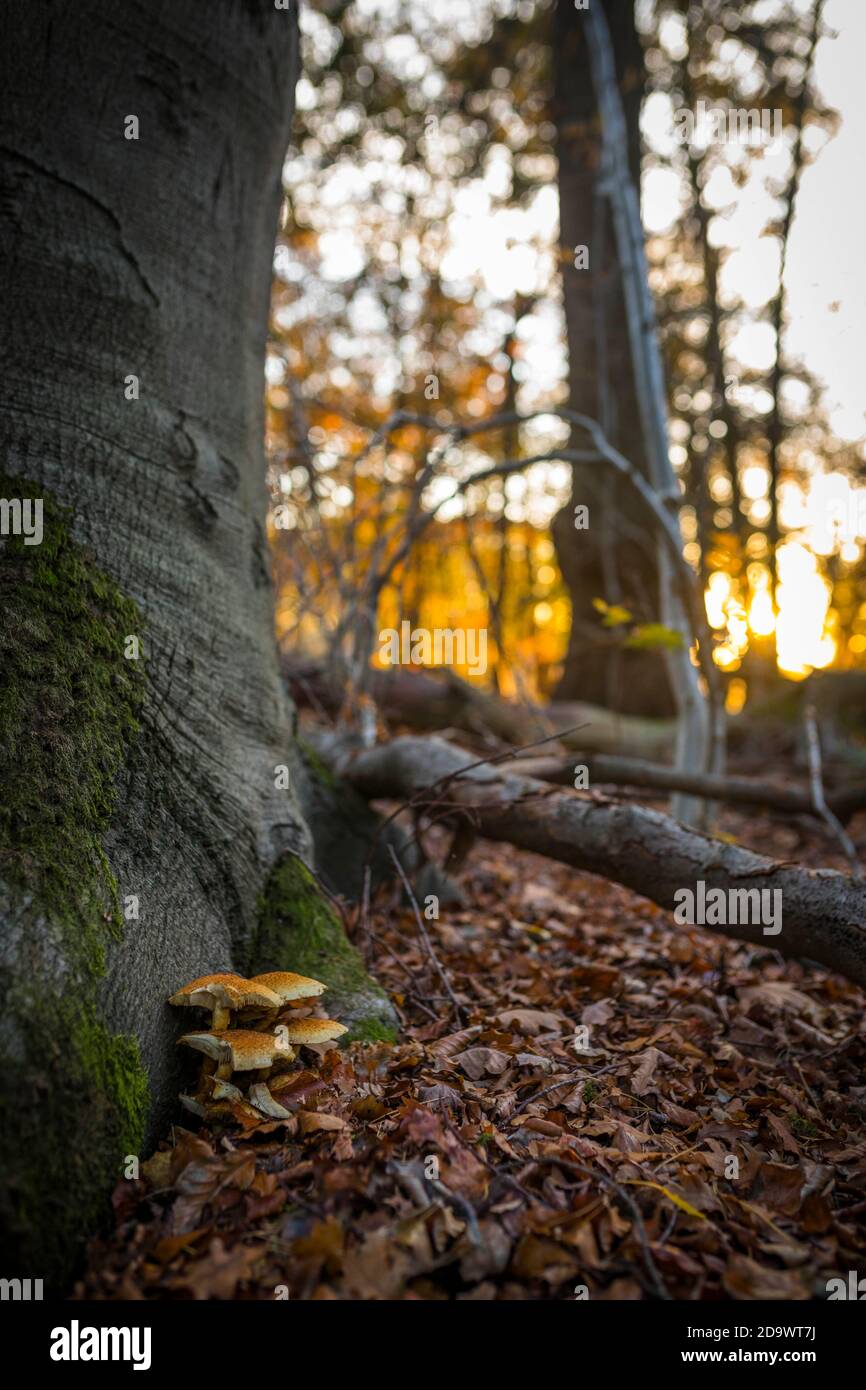Pilze am Fuße einer Buche bei Sonnenuntergang im Herbst, europa Stockfoto