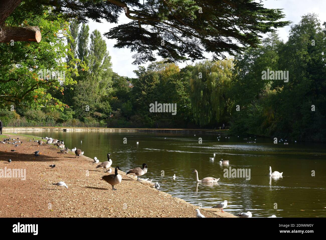 Enten und Gänse auf dem Wasser im Osterley Park, Isleworth, Hounslow, London, Großbritannien Stockfoto