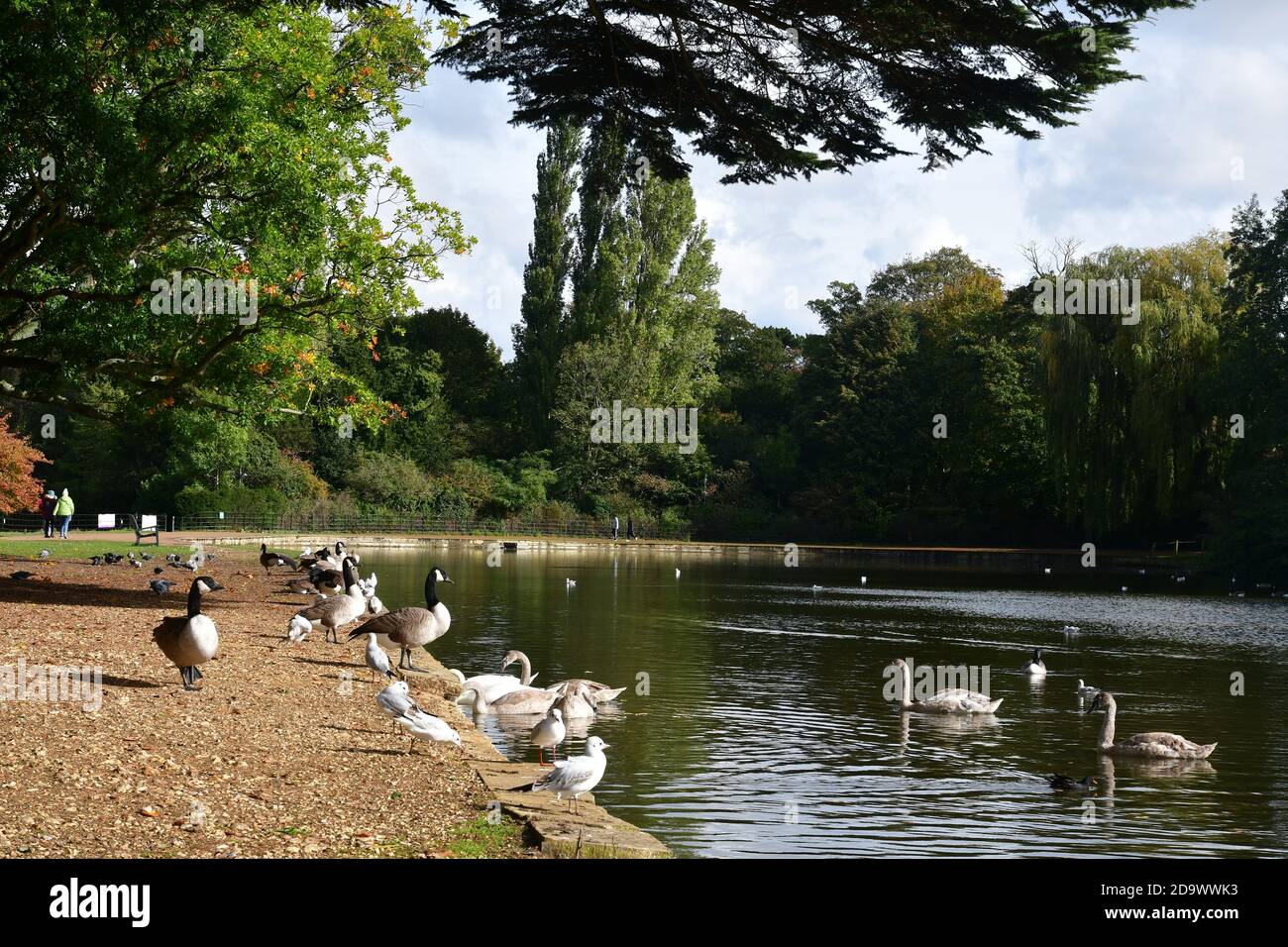 Enten und Gänse auf dem Wasser im Osterley Park, Isleworth, Hounslow, London, Großbritannien Stockfoto